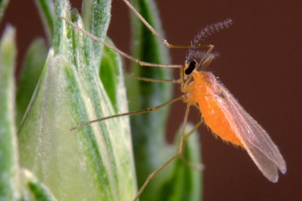 PheroSyn Spins Out from Rothamsted