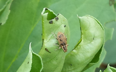 PheroSyn Awarded Grant for Novel Pheromone Development