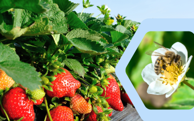 PheroSyn Awarded Grant for Pioneering pollination strategies to boost strawberry production
